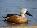 Red Shoveler (WWT Slimbridge April 2011) - pic by Nigel Key